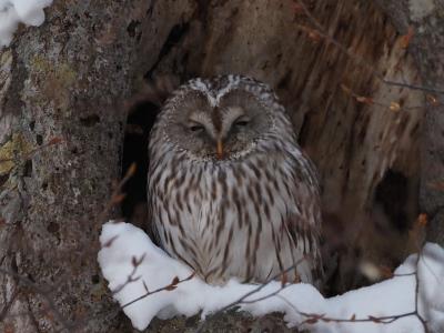 北海道野鳥撮影旅行［札幌近郊］2022年1月