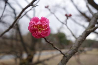20220107-1 京都 京都御苑の花便り、と、梨木神社の染井とか