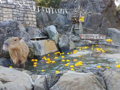 冬旅　伊豆へ電車でＧｏ！まずはシャボテン公園だ