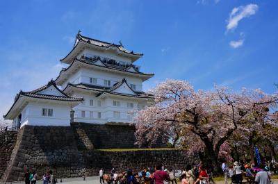 桜もお城も「１００選」な、小田原に日帰りで行ってみた～　☆　in 桜シーズン♪