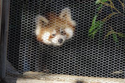 作成中　釧路市動物園