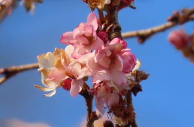 1月9日に見た冬桜