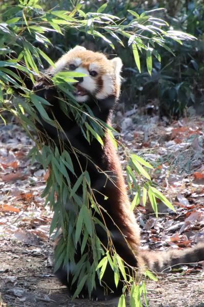 2022年動物園初詣は埼玉こども動物自然公園（前編）レッサーパンダのお外みやびちゃん＆室内の可愛いハナビママ＆レッサーエリアご近所の動物たち