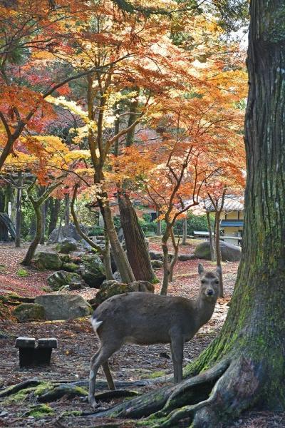 晩秋の京都紅葉巡り２０２１（３日目）ー奈良方面ー