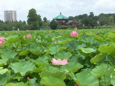 台東区・不忍池蓮見会 (後)