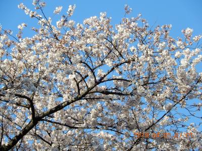 ｛旧大名屋敷街｝隠れ東京高級住宅街＝山の手地区（窪町東公園、伝通院（家康母墓）春日局屋敷跡）周辺11