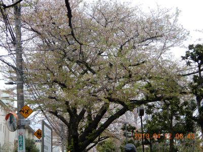 ｛旧大名屋敷街｝隠東京高級住宅街＝山の手地区（窪町東公園、伝通院（家康母墓）、春日局屋敷跡）周辺　２