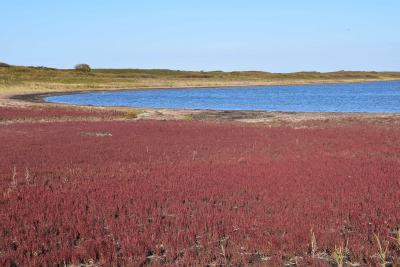 ワッカ原生花園のサンゴ草とサロマ湖鶴雅リゾート2021～青い内浦に接する真紅の絨毯～（北海道）