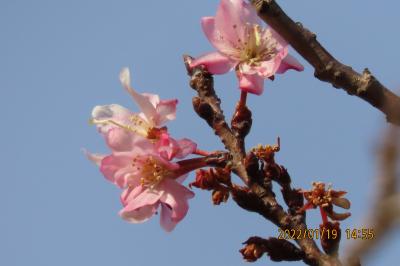 久し振りに見られた冬桜