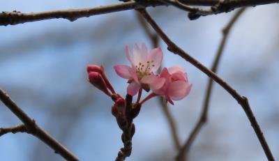 久し振りに十月桜を見ました