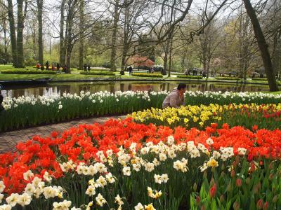 　花のベネルクス物語Ｎｏ．１０＜マルクマールのチーズ市、キューケンホフ公園など＞