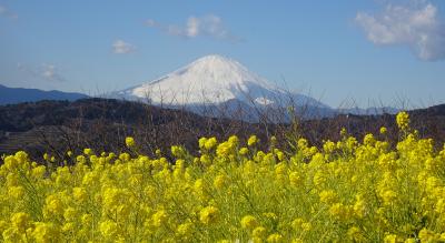 吾妻山公園　菜の花と富士山　２０２２