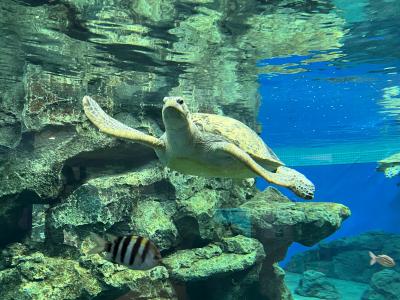 お正月明けの３連休は、名古屋港水族館のウミガメに会いに行くことに（２０２２年１月）