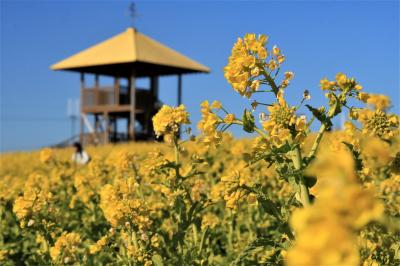 オミクロンなんてぶつ飛ばそう(@^^)/~~~　西山公園の花と愛知牧場菜の花♪
