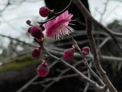 栗林公園の梅林