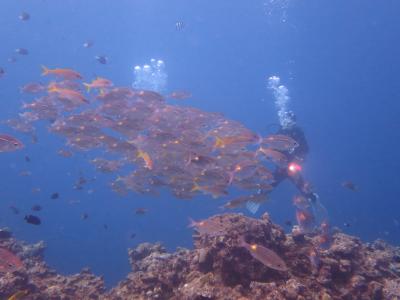 怒涛の沖縄月間（１１）瀬底島ダイビング・青い海のお魚たちに癒されて