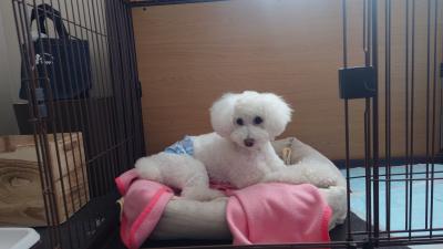 東京マリオットホテル☆ドッグフレンドリールームでのんびり