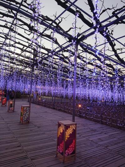 子連れでGO Trip★あしかがフラワーパークととちのきファミリーランド