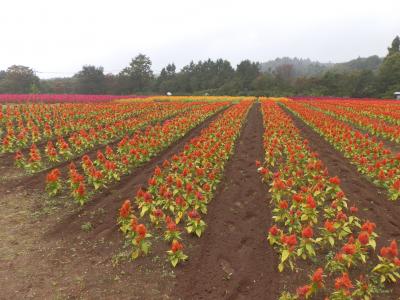 那須高原の秋【前編】