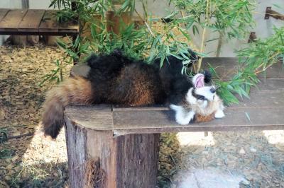 作成中　日本平動物園