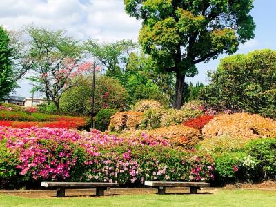 熊本／菊池～大津～新阿蘇大橋　グルメ・花・新スポット