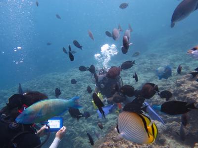 怒涛の沖縄月間（１３）真栄田岬・青の洞窟ダイビング＆お肉の美味しいお店＆アリビラ佐和の和球会席