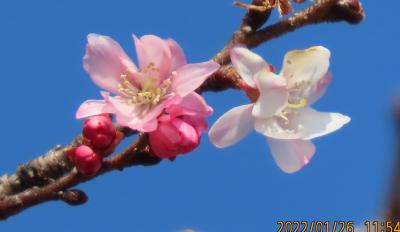 久し振りに見られた冬桜