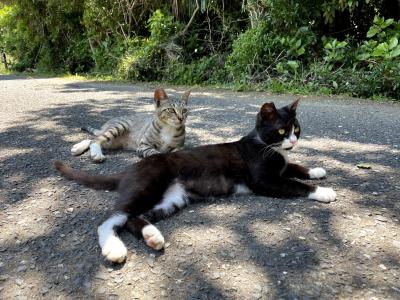 【2021年5月】猫の島・田代島と牡鹿半島に行ってみた