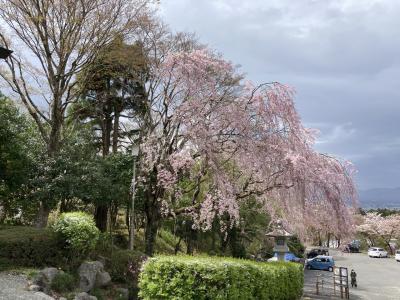 桜を見に御殿場小旅行part2