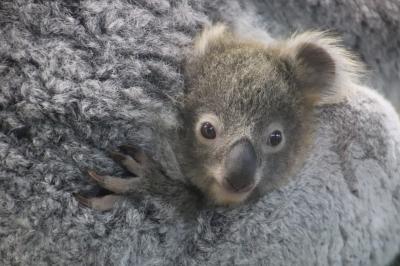 2022年度年始４ヶ日の埼玉こども動物自然公園（後編）コアラ舎＆カンガルーコーナー：ダブルベビーだけではないコアラの魅力＆団子状態クオッカ