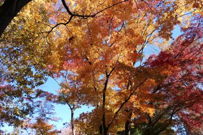 初冬の川口グリーンセンター　雅な紅葉♪　Vol.7