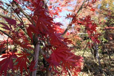 初冬の川口グリーンセンター　雅な紅葉♪　Vol.8