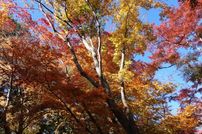 初冬の川口グリーンセンター　雅な紅葉♪　Vol.10