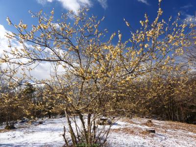 「嶺公園」のロウバイ_2022_ほぼ満開、少しですが綺麗に咲いてます（群馬県・前橋市）