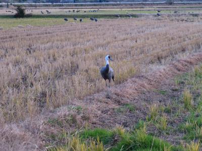 九州で子連れ鳥見旅行！出水でツルを見る