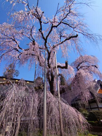 桜日和(山梨)