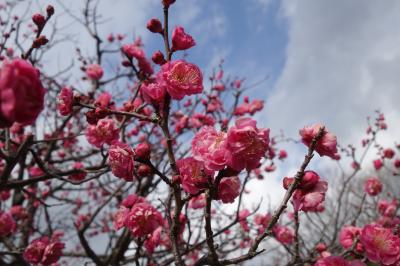 20220201-2 京都 梅小路公園の梅林には、早咲きの八重寒梅とか