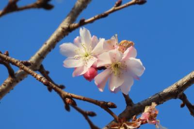 2月1日に見られた冬桜