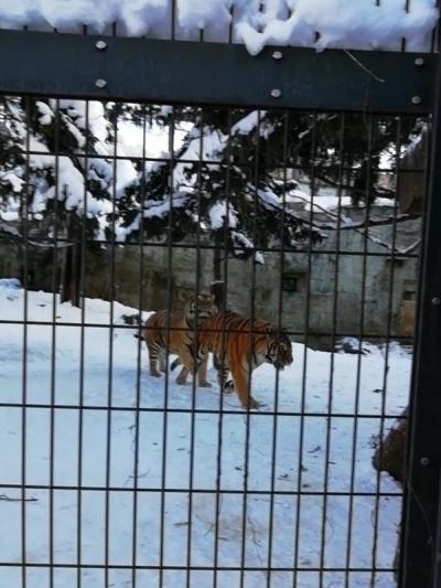 旭川で動物まみれ３　冬の動物園は猛獣がアクティブアゲイン