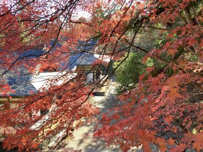京の週末　ちょっと遅かった「三尾」紅葉めぐり（下）神護寺・梅小路公園 紅葉まつり編