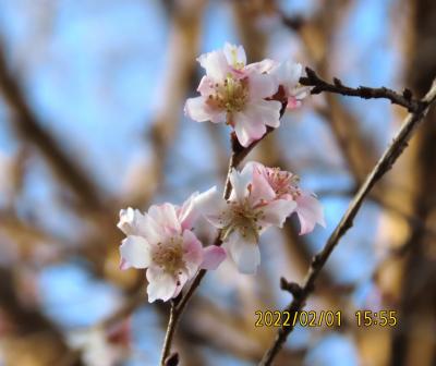 2月1日に見られた十月桜