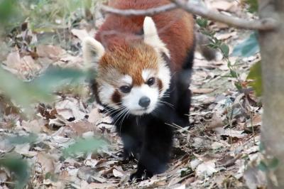 2022年１月の連休も埼玉こども動物自然公園へ（北園＆中央エリア）最後となったレッサーパンダのみやびちゃん～エコハウチューとキリン舎まで