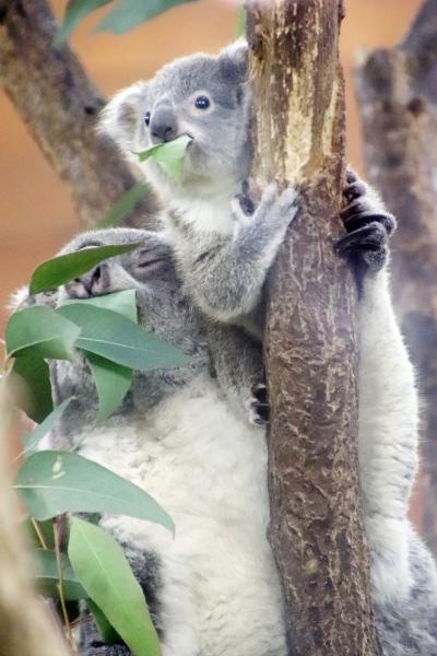 2022年１月の連休も埼玉こども動物自然公園へ（東園）成長喜ばしいコアラベイビーズ～クオッカ写真は不作～松の湯温泉のカピバラ・ワラビー広場