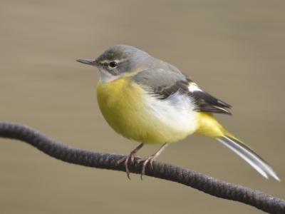 近所の善福寺公園へ何となく野鳥探しにＧＯ！（鳥だけ！）