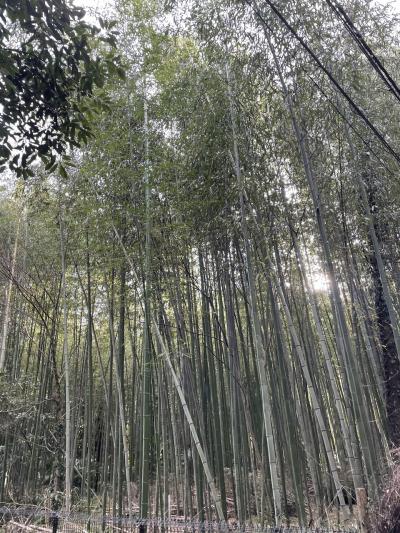 嵐山のドーミーインの宿に