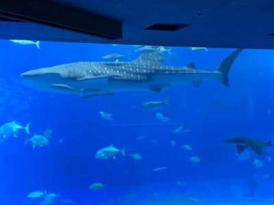 沖縄1泊2日　ハレクラニの朝食～美ら海水族館～那覇空港「琉球回転寿司 海來」　その②