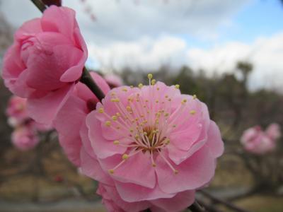 2月初旬のさむ～～～い千里南公園で観梅、カモが奥さんに向かってやってきたぞ？！