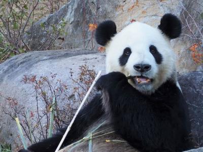 上野動物園　休園前のパンダ詣と上野東照宮詣　期間限定御朱印をいただきに