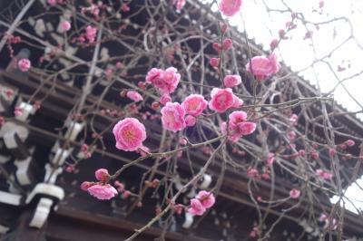20220205-20220211 京都 早咲きの梅とか初午のお稲荷さんとか、連れ回したり連れ回されたり