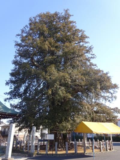 2022年2月埼玉(3)与野七福神(上町氷川神社 一山神社 御嶽社 天祖神社 円乗院 円福寺 鈴谷大堂)と北浦和公園 与野の大カヤ 